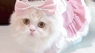 Funny cat #funny animal #kucing lucu #kucing gemoy 3 34