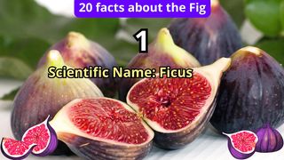 20 Facts about fig