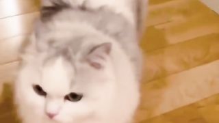 Funny cat #funny animal #kucing lucu #kucing gemoy 3 35