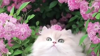 Funny cat #funny animal #kucing lucu #kucing gemoy 3 36