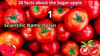 20 Facts about sugar-apple 2