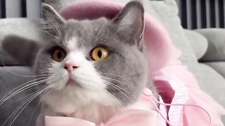 Funny cat #funny animal #kucing lucu #kucing gemoy 3 37