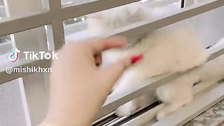 Beautiful  white Russian cat