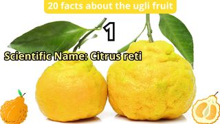20 Facts about ugli fruit