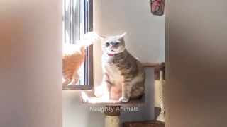 You Laugh You Lose ???? Funniest Cats and Dogs ???????? 7