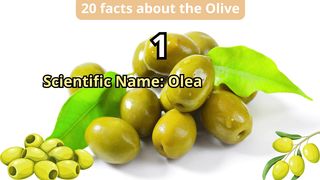 20 Facts about olive