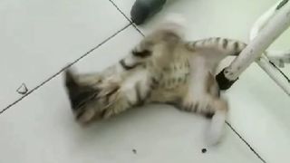 Kucing sedang asyik bermain