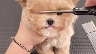 Cut baby dog