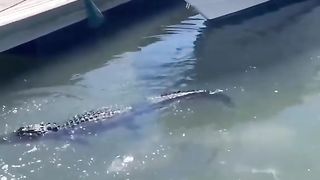 Shark Vs Aligator
