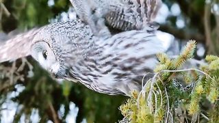 Burung Hantu Sedang Mencari Makan