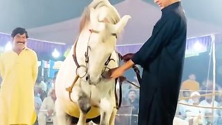 Horse dance 4
