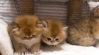 Funny cat #funny animal #kucing lucu #kucing gemoy 3 39