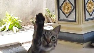Kucing Blacky Bermain