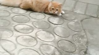 Kucing Oyen Bermain Tali