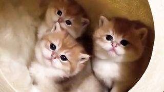 Funny cat #funny animal #kucing lucu #kucing gemoy 3 40