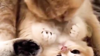 Funny cat #funny animal #kucing lucu #kucing gemoy 3 41