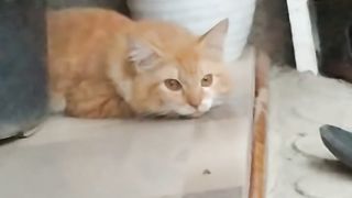 Si Oyen Kucing Oyen Melamun