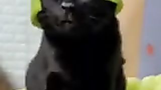 Funny Cat Dog