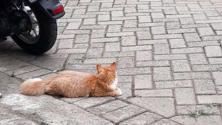 Si Oyen Kucing Oyen Jadi Wasit Badmintoon