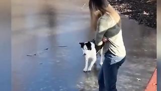 Funny Cats and Dogs
