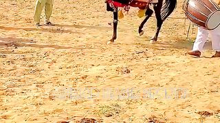 #febspot#foryou #foryoupage#horses#ridings#vedios #fyp #Ahmad#horsepower#trendin52
