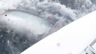 mako shark attacks tuna