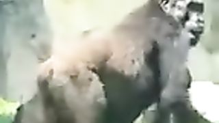 Gorilla protecting
