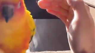 Funny animal