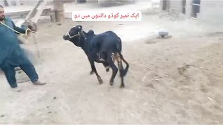 Tiny Bull for sale in Pakistan