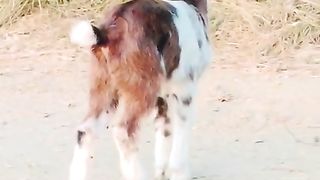 Goat for sale in Pakistan 2