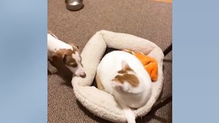 CATS AND DOGS Awesome Friendship - Funny Cat