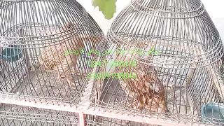 Grey partridge dukni fighter teetar for sale in Pakistan and Bangladesh