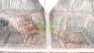 Grey partridge dukni fighter teetar for sale