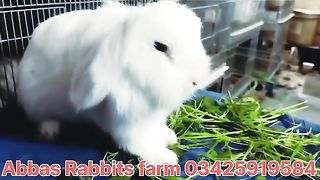 Angora rabbits for sale