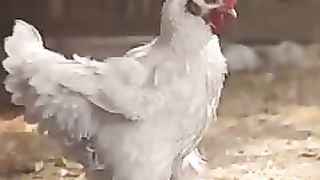 Funny video