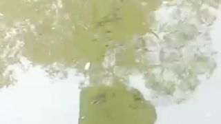 Jika ikan lele kalian seperti ini, berarti kepadatan, buat kolam baru lalu pindahkan sebagian