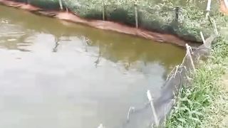 Alih fungsi lahan pertanian menjadi lahan budidaya ikan lele