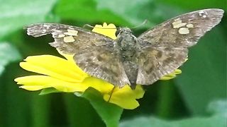 Video of butterflies eating flowers in rural Indonesia