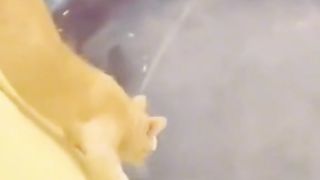 Des chats super héros ????????????