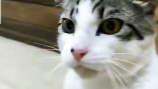 Trop ouf ses chat ????????
