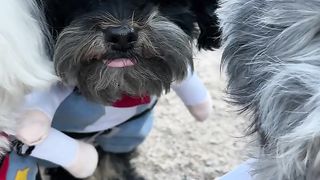 beautiful very beautiful dogs.