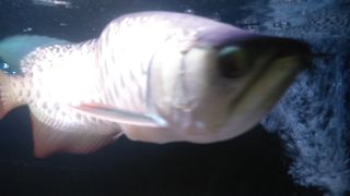 Ikan Arwana Dalam Aquarium