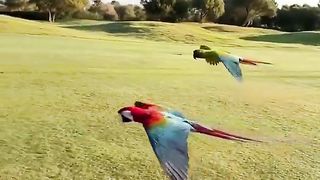 Flying with majesty and such elegance ...