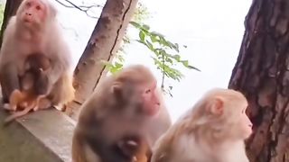 Funny Monkey Viral Video 101