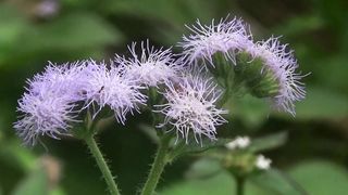 video of beautiful ageratum or babadotan flowers that grow in rural Indonesia
