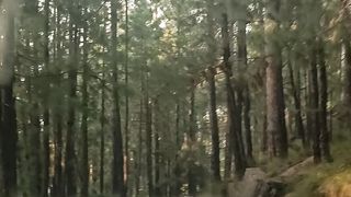 In to the Trees at Company Bagh Murree