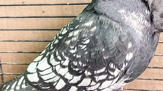 Cute my pigeon