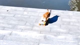 Funny video