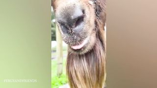 50 Funny Animal Videos To Crack You Up All Long Day