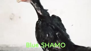 Shamo Aseel murghaa for sale